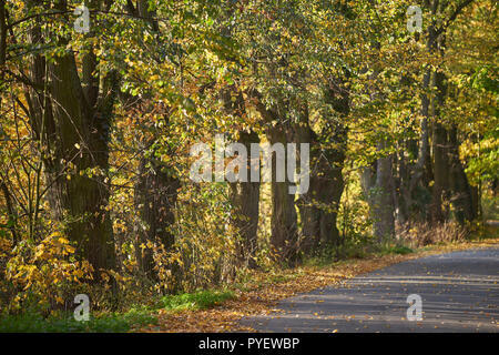 Herbstfarben Herbst sonnige bunte Stimmung Stockfoto
