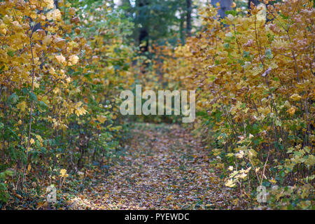 Herbstfarben Herbst sonnige bunte Stimmung Stockfoto