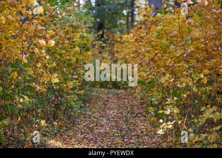 Herbstfarben Herbst sonnige bunte Stimmung Stockfoto