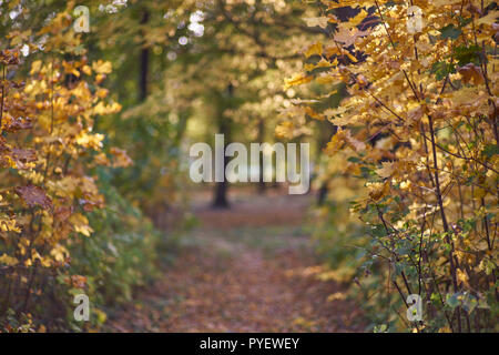 Herbstfarben Herbst sonnige bunte Stimmung Stockfoto