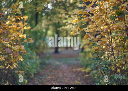 Herbstfarben Herbst sonnige bunte Stimmung Stockfoto
