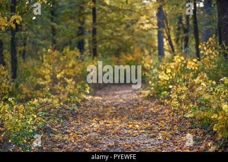 Herbstfarben Herbst sonnige bunte Stimmung Stockfoto