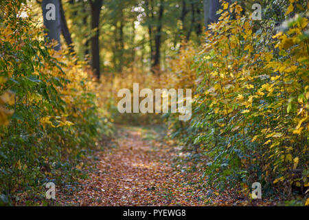 Herbstfarben Herbst sonnige bunte Stimmung Stockfoto