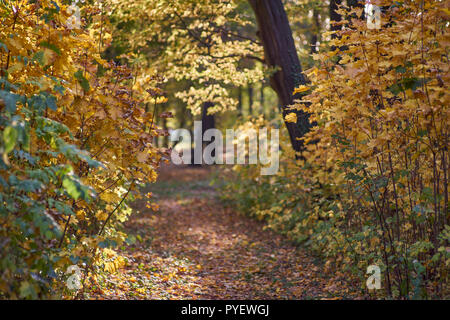 Herbstfarben Herbst sonnige bunte Stimmung Stockfoto