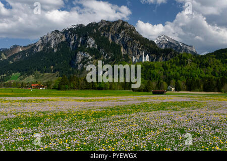 Schloss Neuschwanstein (Schloss Neuschwanstein) bei Schwangau, vor den ammergauer alpen, Landkreis Ostallbräu, Allgäuer, Bayern; Deutschland Stockfoto