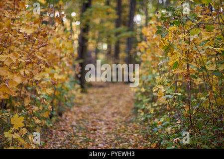 Herbstfarben Herbst sonnige bunte Stimmung Stockfoto