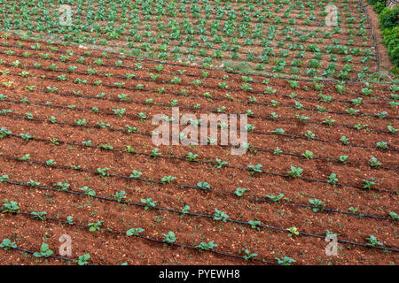 Landwirtschaftliche Pflanzen in den Reihen mit Bewässerung Rohre. Feld mit angebaut. Ansicht von oben, Luftaufnahme. Horizontale Stockfoto