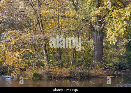Herbstfarben Herbst sonnige bunte Stimmung Stockfoto