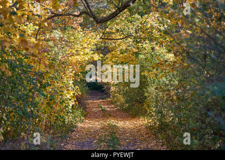 Herbstfarben Herbst sonnige bunte Stimmung Stockfoto