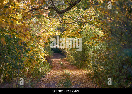 Herbstfarben Herbst sonnige bunte Stimmung Stockfoto