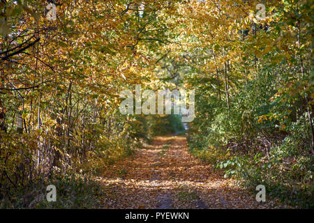 Herbstfarben Herbst sonnige bunte Stimmung Stockfoto