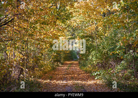Herbstfarben Herbst sonnige bunte Stimmung Stockfoto