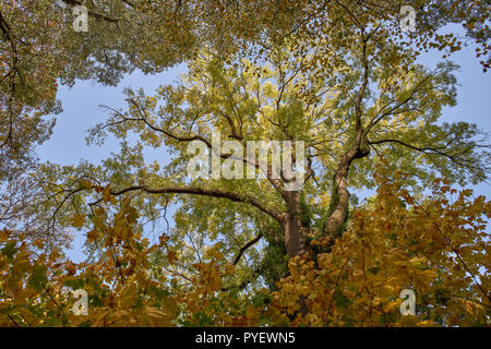 Herbstfarben Herbst sonnige bunte Stimmung Stockfoto