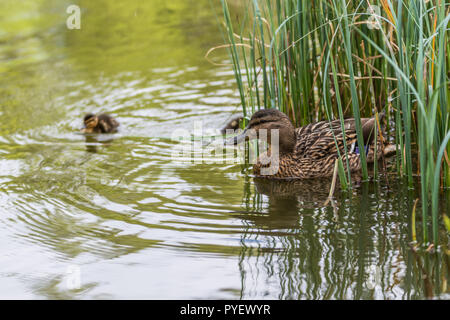 Stockente in der See mit etwas Gras in Schottland. closeup Schuß Schwimmen mit einem kleinen Entlein Stockfoto