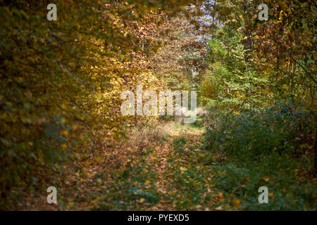 Herbstfarben Herbst sonnige bunte Stimmung Stockfoto
