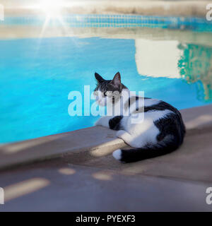 Schwarze und Weiße Katze sitzt am Pool entspannen. Stock Bild. Stockfoto