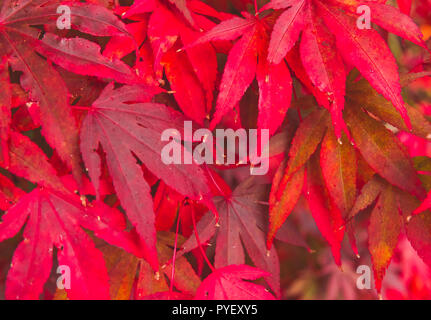 Rote japanische Ahornblätter. Wissenschaftlicher Name: Acer palmatum. Schön gefärbte Ahornblätter, die tief im Herbst rot gedreht haben. Horizontale Stockfoto