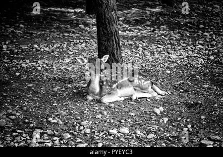 Rotwild in einem Bauernhof, Säugetier detail Stockfoto