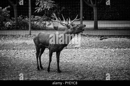 Rotwild in einem Bauernhof, Säugetier detail Stockfoto