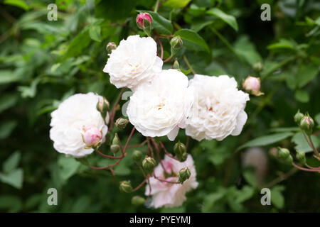 Rosa 'Felicite et Perpetue' Blumen. Stockfoto