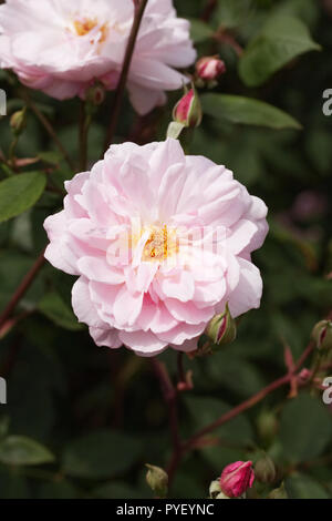 Rosa 'Mortimer Sackler" Blumen. Stockfoto