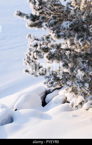 Schnee, der Kiefer (Pinus sylvestris), Zweige und Steine. Stockfoto