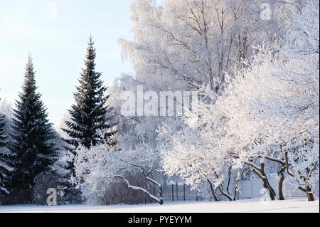 Winterlandschaft mit Frost bedeckt Bäume. Stockfoto