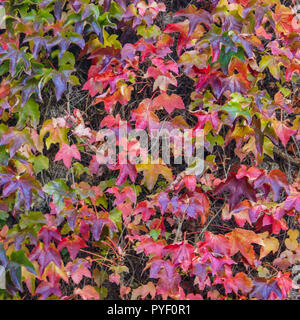 Wand in Boston Efeu bedeckten Blätter im Herbst Laub farben Rot, Grün, Gelb, Gold, Braun, Rotbraun Stockfoto