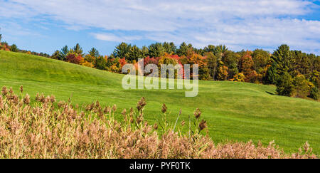 Hügel von grüne Wiese mit bewaldeten helle Herbst Laub Stockfoto