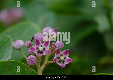 Calotropis Gigantea Riesen Milkweed Krone Blume Stockfoto