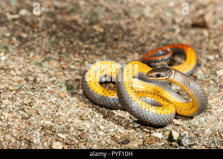 Prairie ringnecked Schlange zeigt seine bunten Bauch in eine defensive Anzeige - DIadophis punctatus amyi Stockfoto