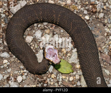 Western Cottonmouth Agkistrodon Piscivorus Leucostoma Stockfotografie Alamy