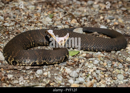 Western cottonmouth Agkistrodon piscivorus Leucostoma - Stockfoto