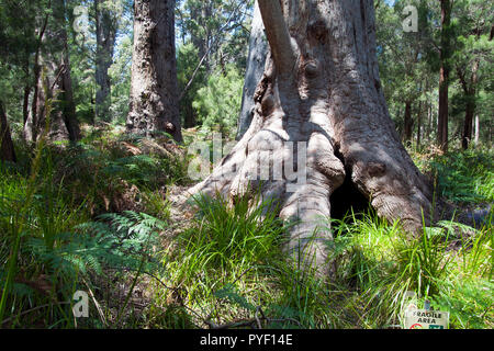 Walpole Australien, Szene der Alten red tingle Wald Stockfoto