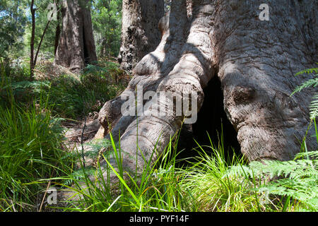 Walpole Australien, Szene der Alten red tingle Wald Stockfoto