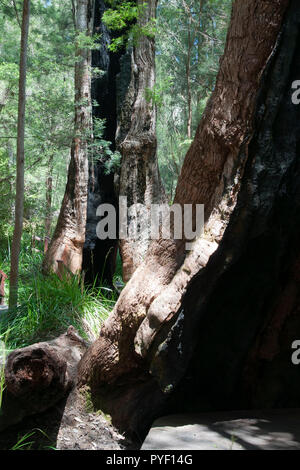 Walpole Australia, verbrannt, ausgehöhlte Baumstämme in den alten Red tingle Wald Stockfoto