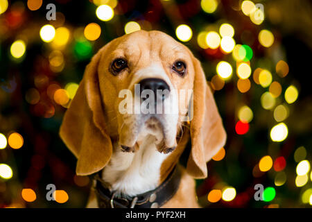 Nach Beagle auf dem Hintergrund einer Weihnachtsbaum mit Girlanden, Nahaufnahme Porträt Stockfoto