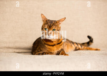 Ein erwachsener Bengalischen Katze legt auf der Couch stretching Tatzen Stockfoto