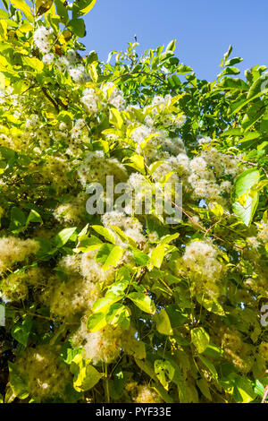 Wilde Clematis / "Des alten Mannes Bart" Strauch klettern über Hecke - Frankreich. Stockfoto