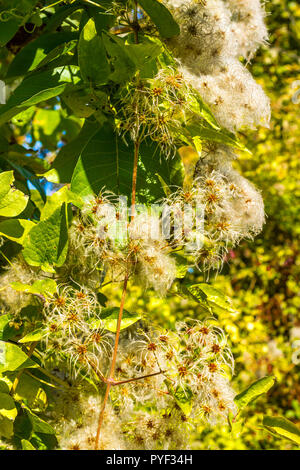 Wilde Clematis / "Des alten Mannes Bart" Strauch klettern über Hecke - Frankreich. Stockfoto