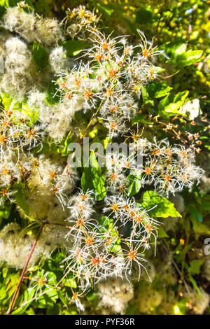 Wilde Clematis / "Des alten Mannes Bart" Strauch klettern über Hecke - Frankreich. Stockfoto