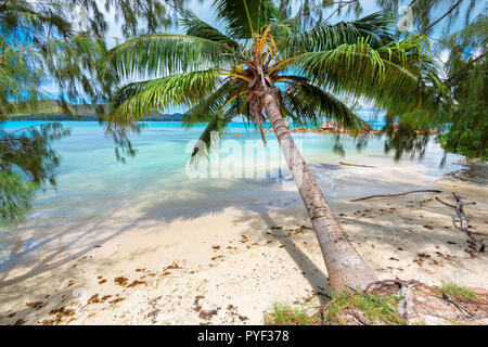 Palme auf der tropischen Insel und das türkisfarbene Meer. Stockfoto