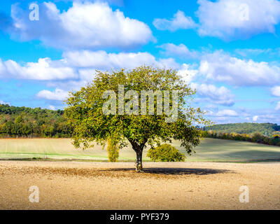 Walnussbaum, Juglans regia, in der Mitte von Ackerland, Indre-et-Loire, Frankreich. Stockfoto