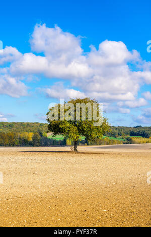 Walnussbaum, Juglans regia, in der Mitte von Ackerland, Indre-et-Loire, Frankreich. Stockfoto