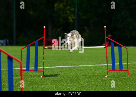 Border Collie springt über die Barriere im agility Training, Natur Licht, Sonnenlicht, Sommer Tag Stockfoto