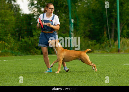 American Staffordshire Terrier spielt auf dem Feld Stockfoto