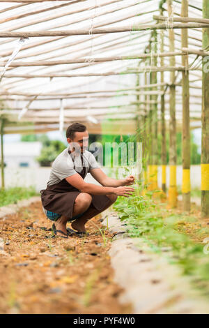 Ein junger Mann in Uniform arbeitet in einem Gewächshaus. Frisches Gemüse der Saison. Reif Gurke auf einen Ast. Stockfoto