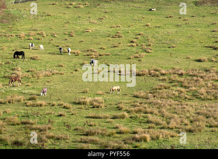 Pferde grasen auf ein Feld Stockfoto