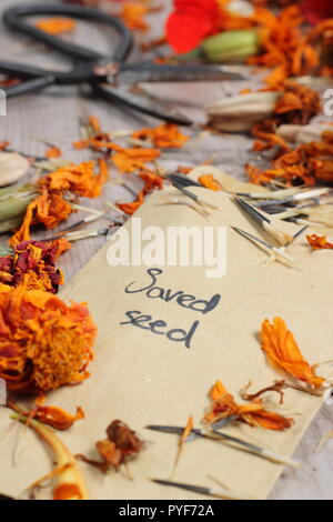 Tagetes.. Ringelblume Saatgut aus getrockneten Samen Köpfe genommen gespeichert in Umschlag für zukünftige Pflanzung, Herbst, Großbritannien Stockfoto