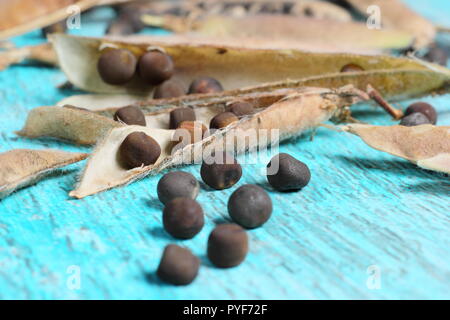 Lathyrus Odoratus. Getrocknete Sweet pea Samen mit Hülsen für das Speichern zur späteren Pflanzung, Herbst bereit, Großbritannien Stockfoto